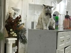 -共舞时光猫咖·狗咖(新街口店)