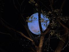 -芭厘农庄老字号·清远鸡