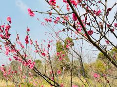 -广富林郊野公园