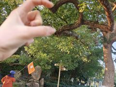 -江心屿景区