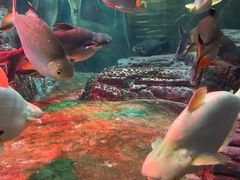 -上海海洋水族馆