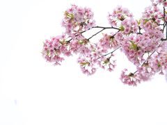 -顾村公园