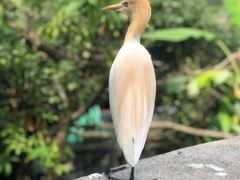 -吉隆坡雀鸟公园