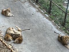 -大连森林动物园