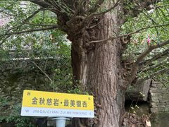 -大慈岩风景区