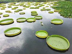 -荷塘月色湿地公园·向阳花洲