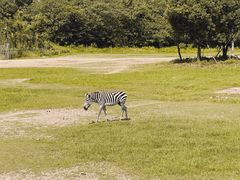 -宁波野生动物园