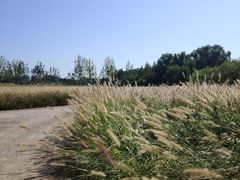-翠湖国家城市湿地公园