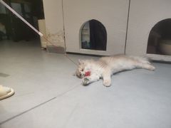 -琪喵猫屋·撸猫猫咖·猫舍