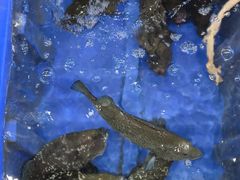 -蓝湾碧波·老字号·疍家非遗海上餐厅