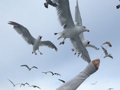 -海驴岛(荣成市)