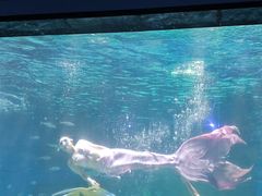 -海合安成都极地海洋公园
