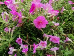 -南通博物苑-崇川人民公园