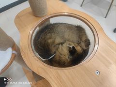 -共舞时光猫咖·狗咖(新街口店)