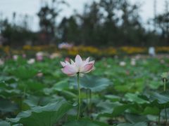 -白鹭湾湿地公园