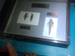 -上海昆虫博物馆