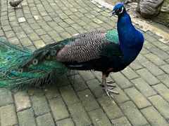 -泉州海丝野生动物世界