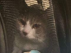 -纳吉亚猫专科动物医院(康都外科中心)