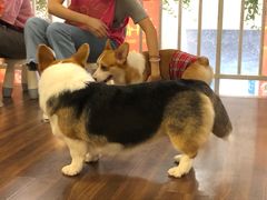 -柯斗斗主题餐厅·狗咖·围炉煮茶·茶饮(国瑞升平里店)