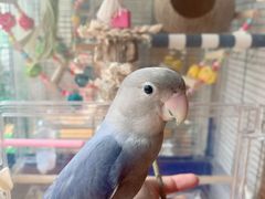 -麦当劳(曲阳店)