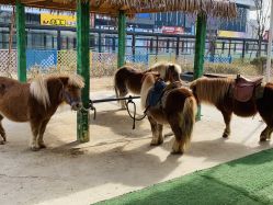 -萌宠亲子动物乐园(槐房万达店)