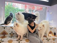 -毛绒耶耶撸宠馆·猫咖·狗咖·荷兰猪咖