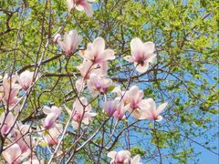 -长白岛森林公园