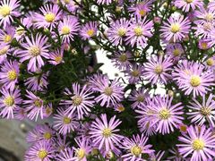 -龙大花卉苗木市场