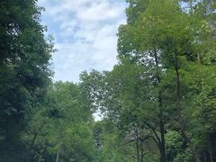 -铁山坪森林公园