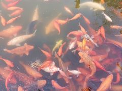 -西湖外事游船(花港观鱼码头)