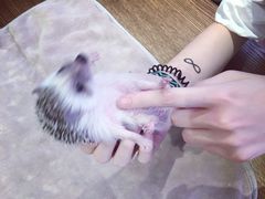 -藦茜花园宠物主题亲子互动体验馆(国顺东路店)