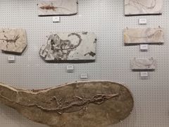 -辽宁古生物博物馆