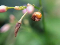 -广东茂名森林公园