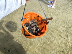 -红树林天天赶海