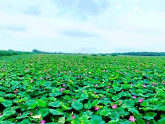 -洪湖生态旅游区