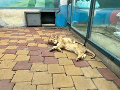 -大连森林动物园