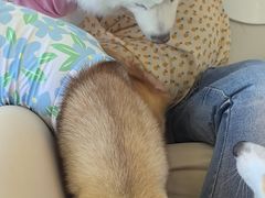 -怪兽屋·羊驼·猫咖·狗咖(俊华广场店)