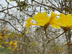 -天适樱花悠乐园
