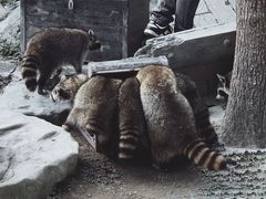-上海野生动物园