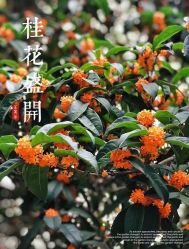 -琅悦月子会所(香格里拉旗舰店)