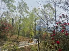 -贵州百里杜鹃风景名胜区
