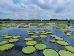 -荷塘月色湿地公园·向阳花洲