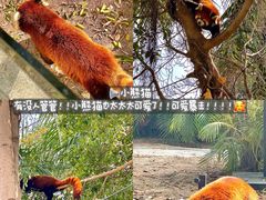 -灵玲国际马戏城