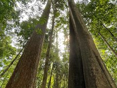 -武吉知马自然保护区