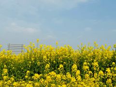 -三圣花乡旅游区