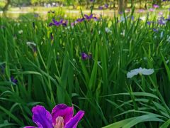 -上海共青森林公园