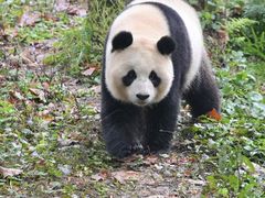 -中国大熊猫保护研究中心雅安碧峰峡基地