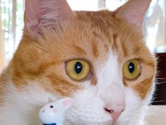 -肯德基(九龙店)