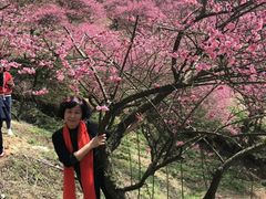 -新建村梅花