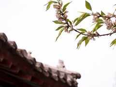 -桃花堤公园